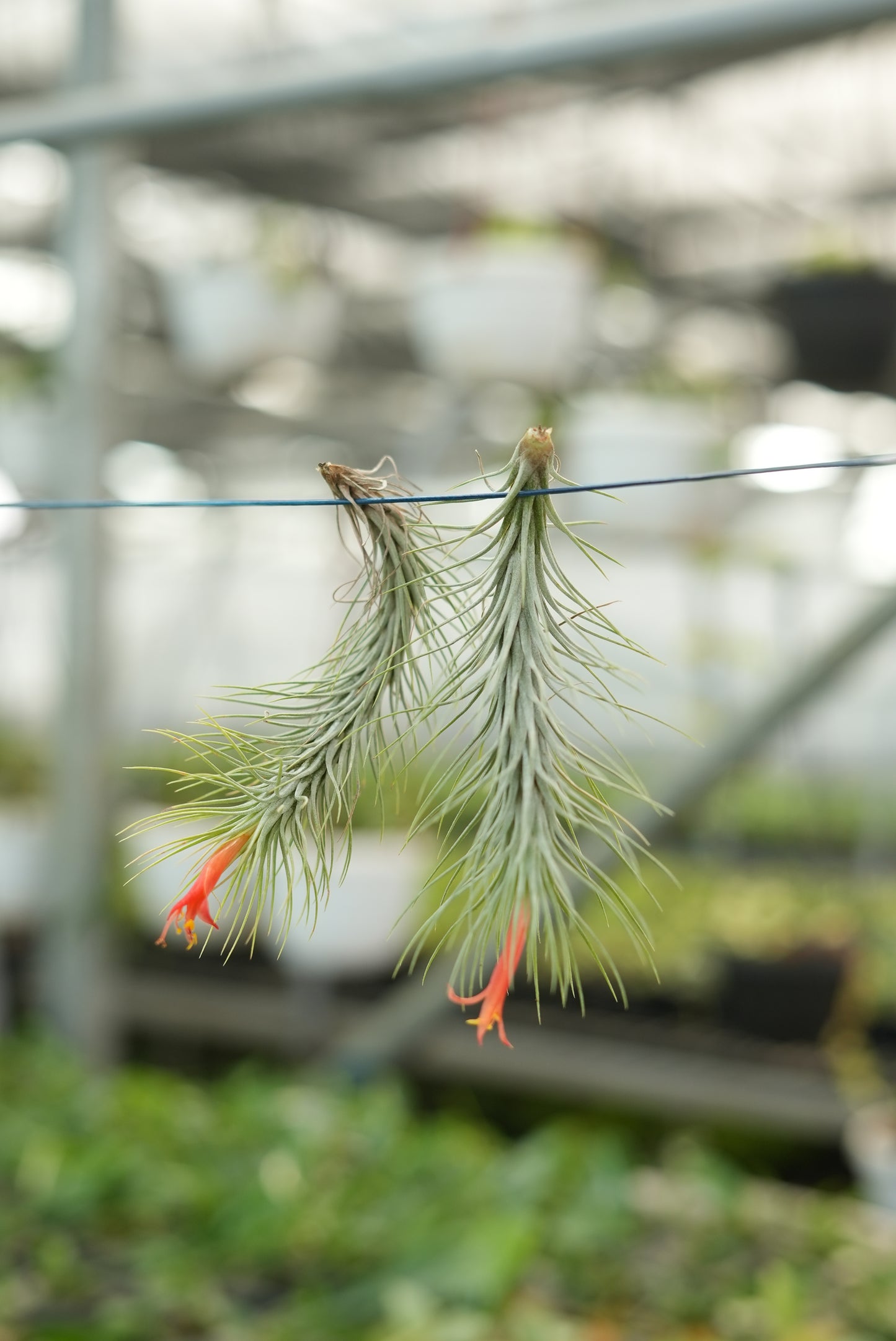 Silver Air plant - The Mini Roots