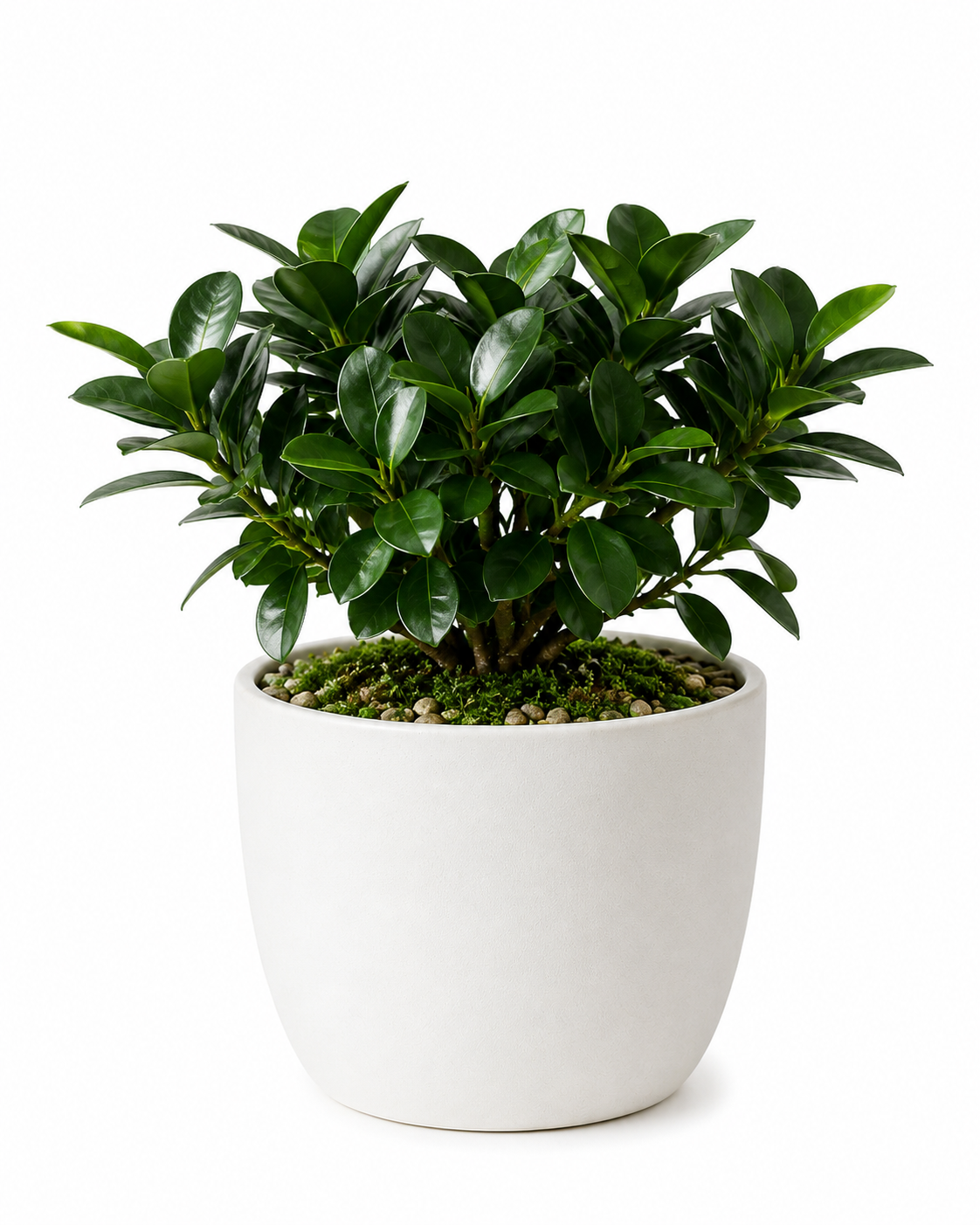 Ficus Microcarpa Bonsai Plant Sapling - The Mini Roots