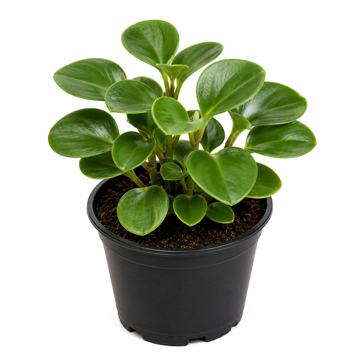 Peperomia Green Plant Sapling - The Mini Roots