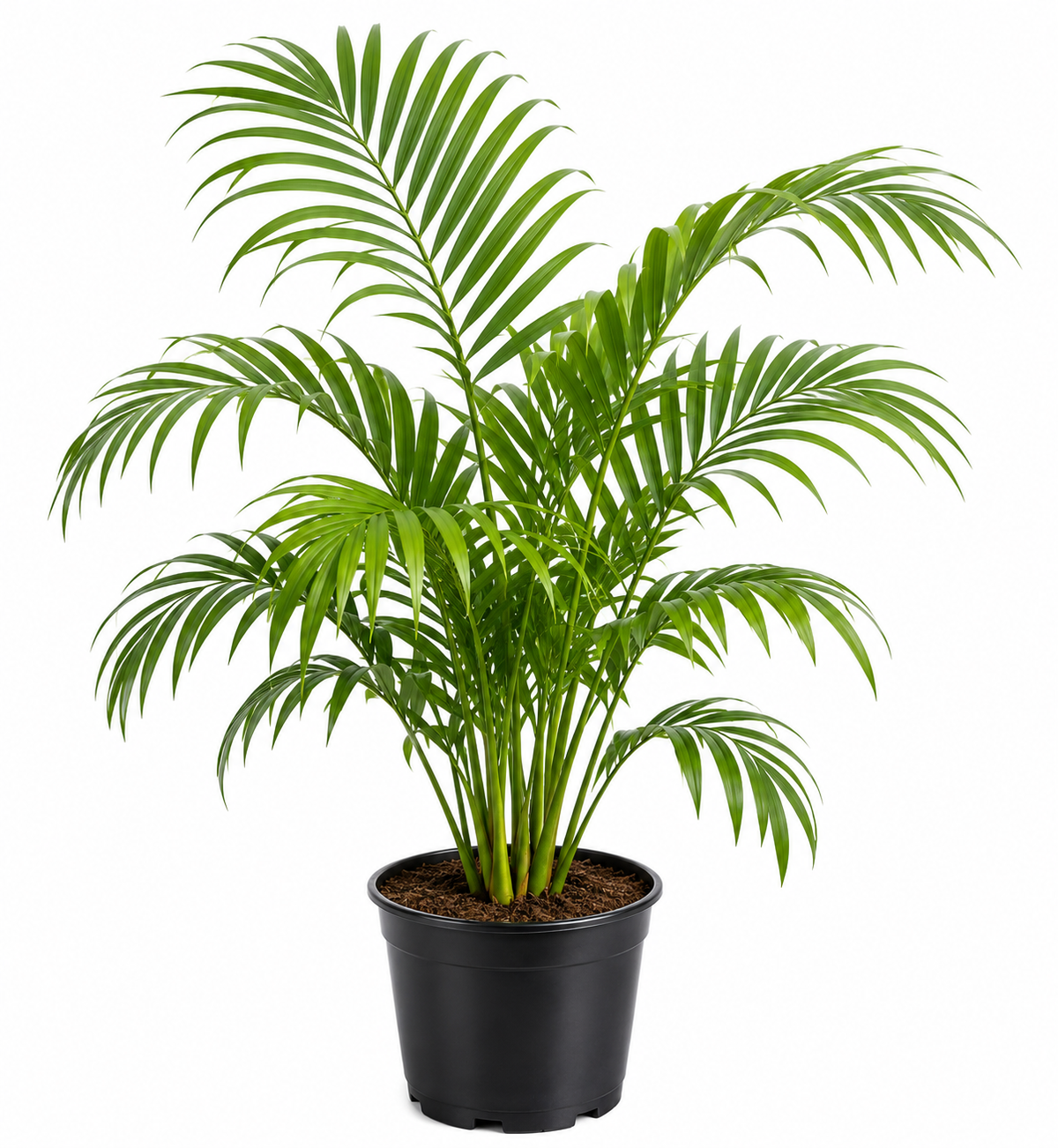 Chamaedorea Parlour Palm Sapling - The Mini Roots