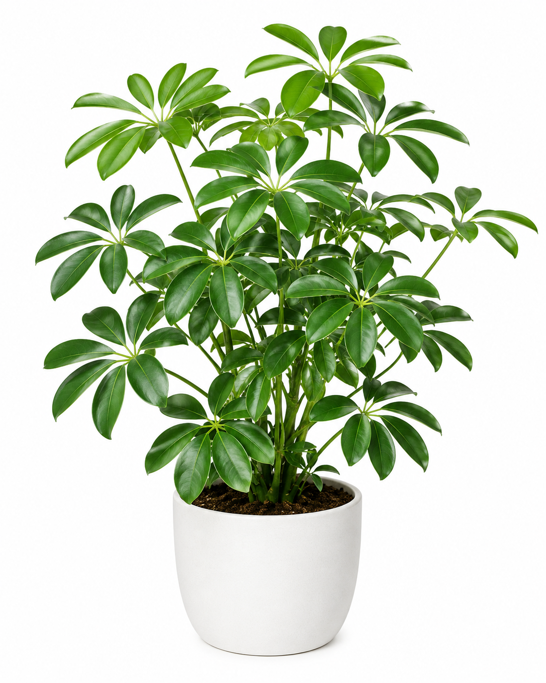 Umbrella Plant Sapling - The Mini Roots