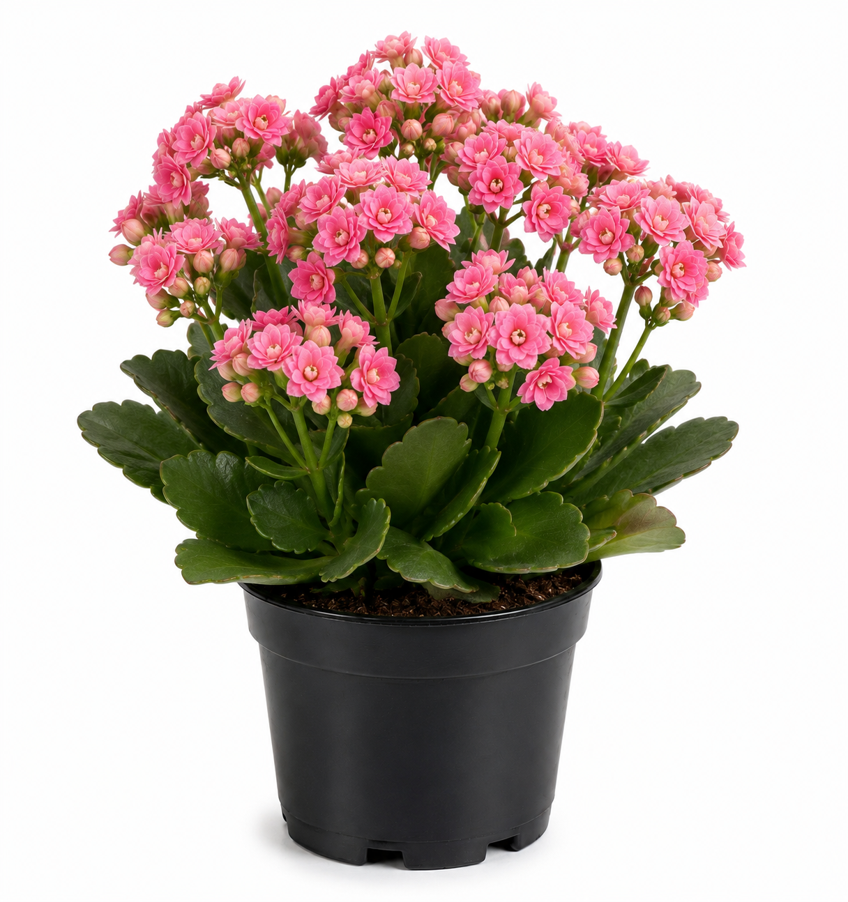 Pink Kalanchoe Succlent Sapling