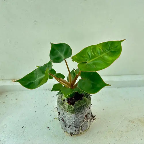 Philodendron Billietiae Plant Sapling