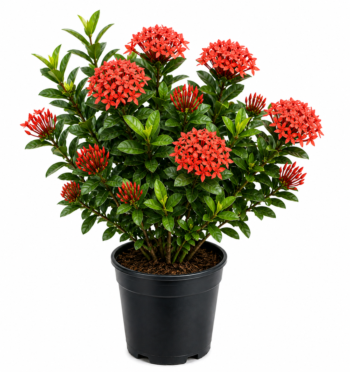 Ixora Plant Sapling - The Mini Roots