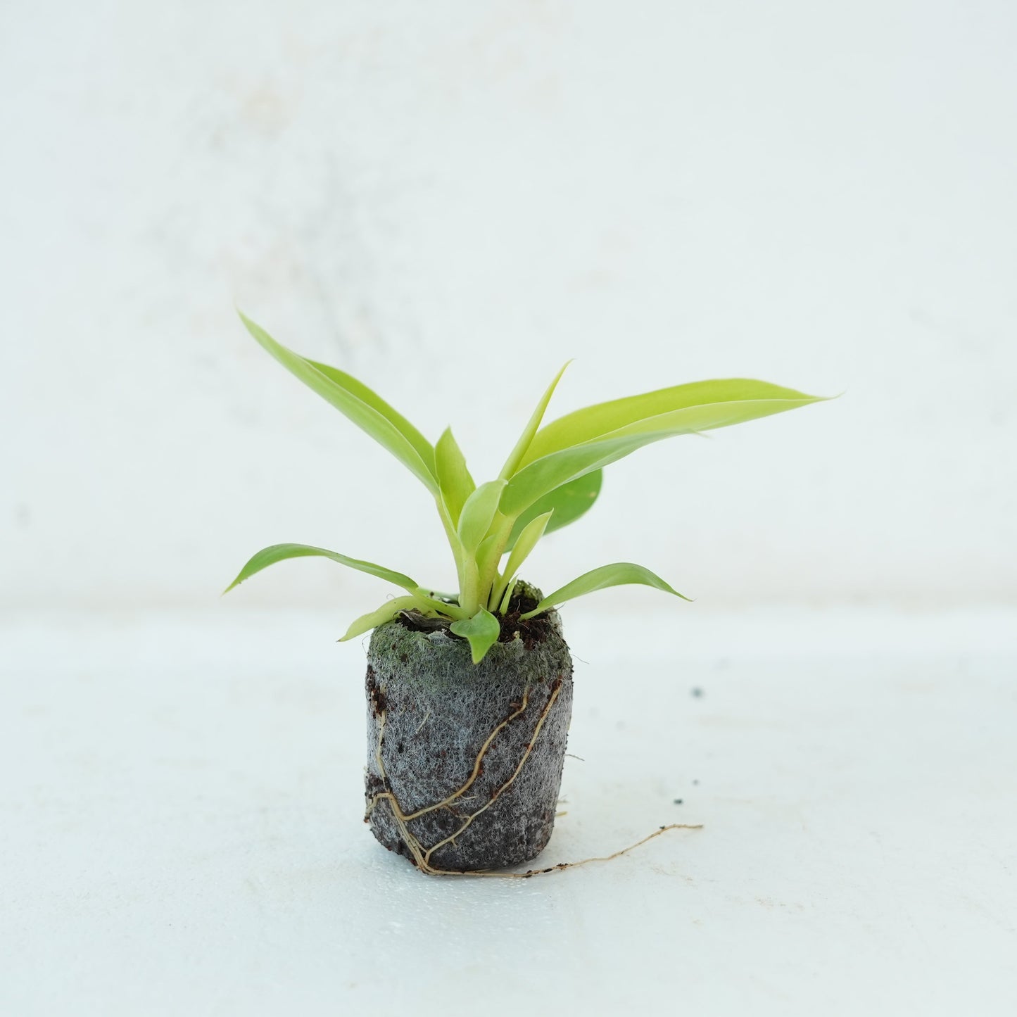 Philodendron Moonshine Plant Sapling - The Mini Roots