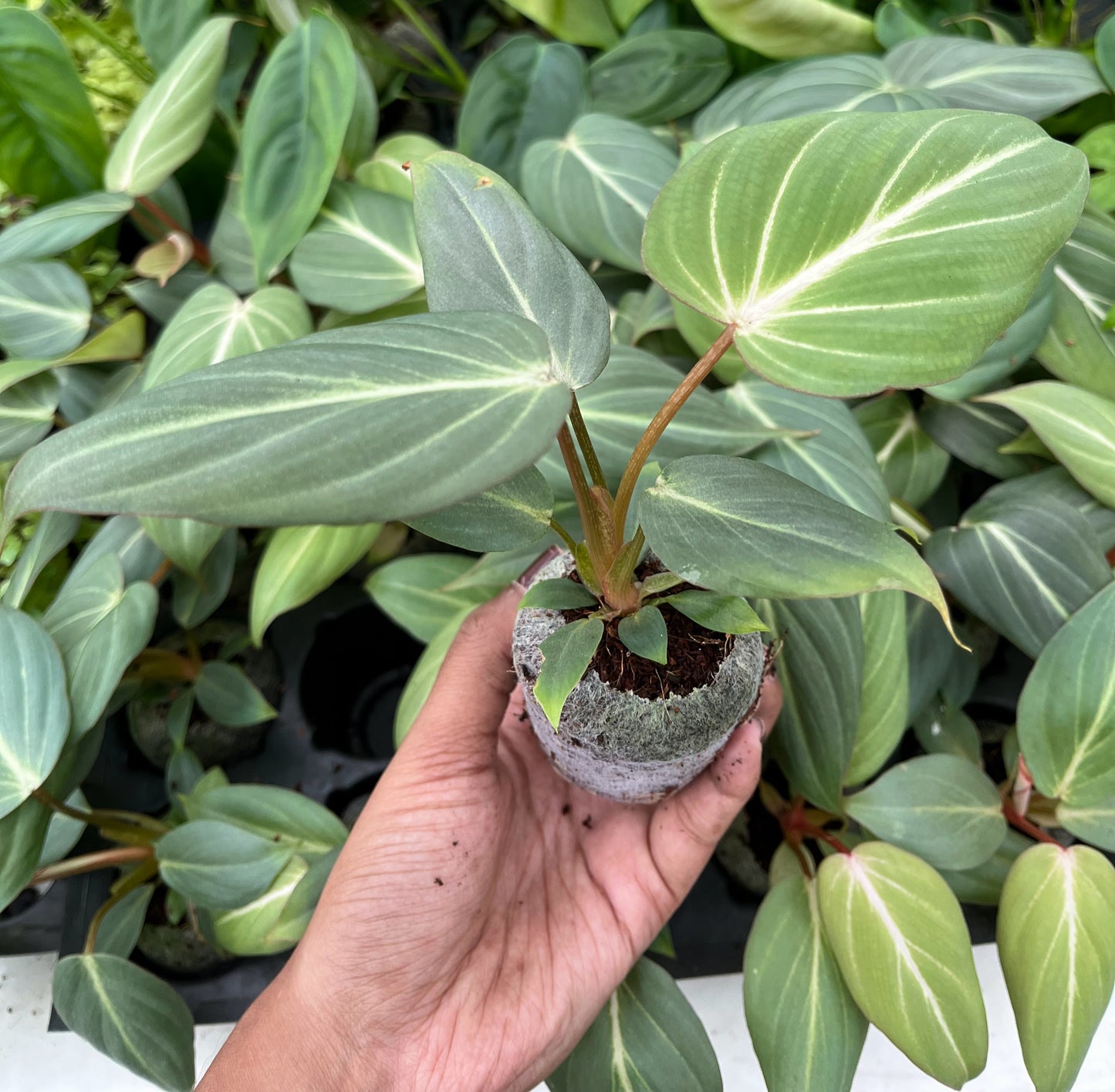 Philodendron Gloriosum Plant Sapling