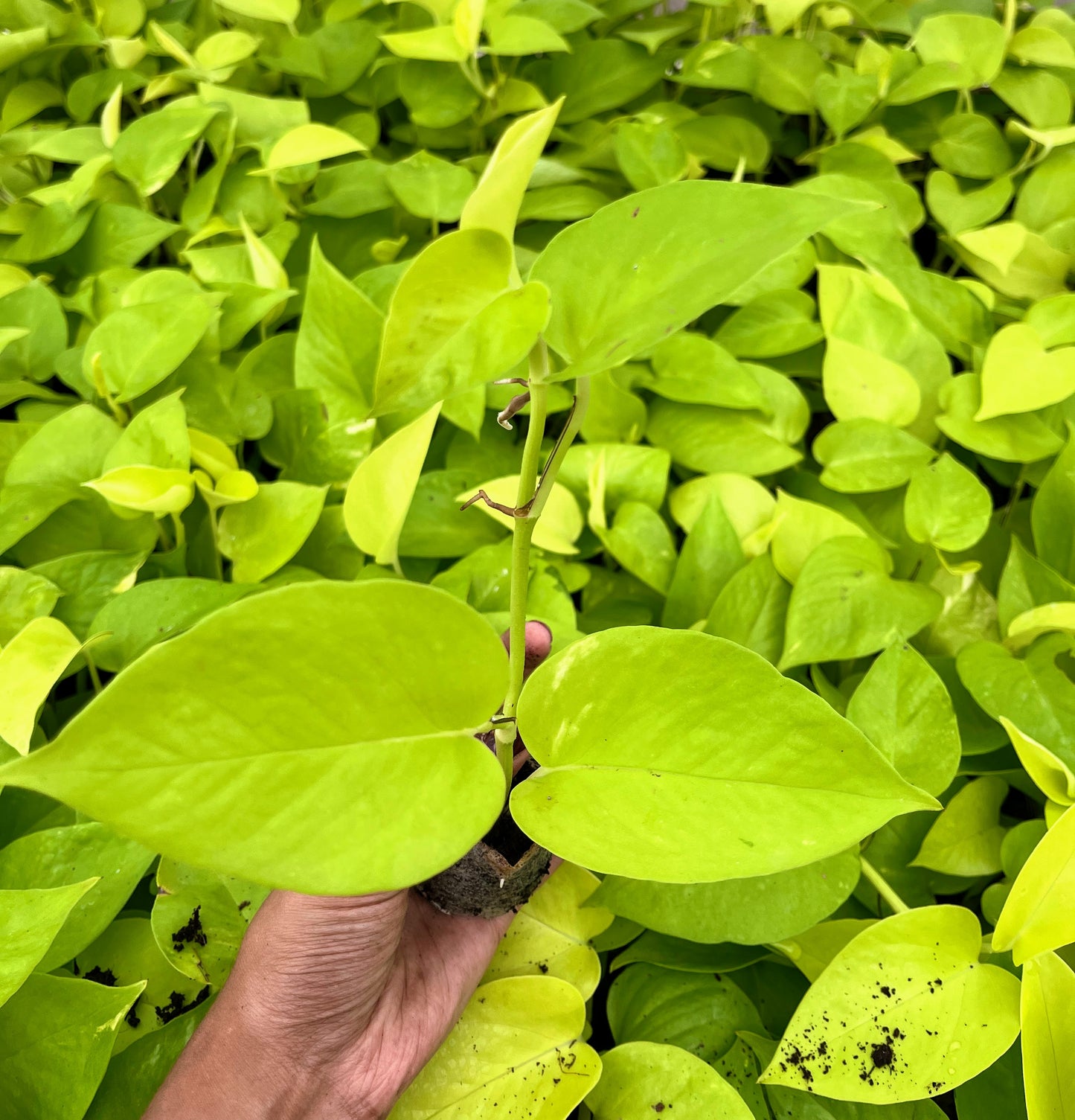 Golden Money Plant Sapling