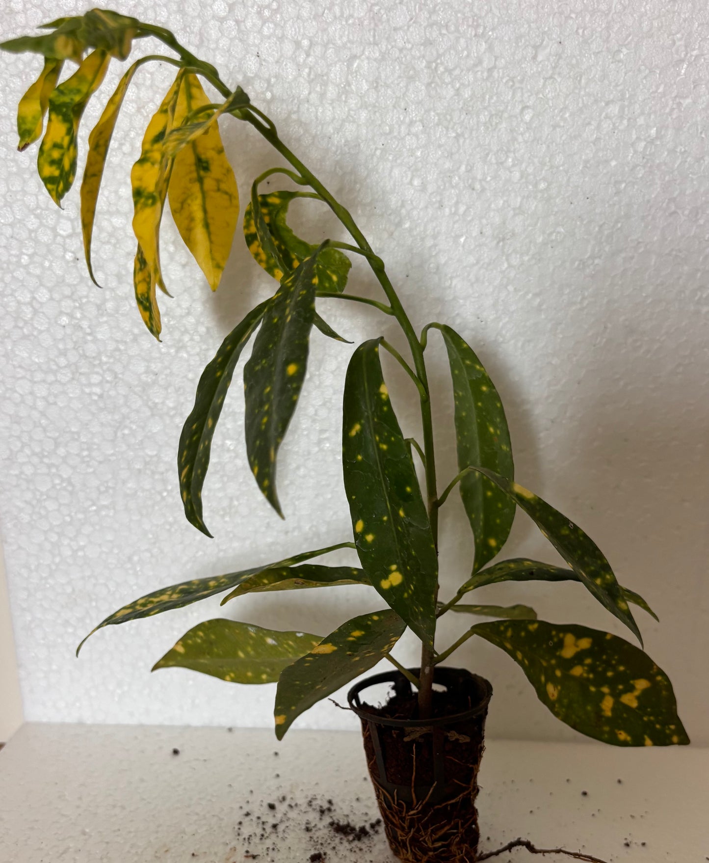 Nimbu Croton plant sapling - The Mini Roots