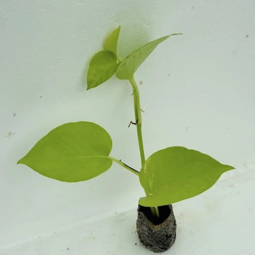Golden Money Plant Sapling - The Mini Roots