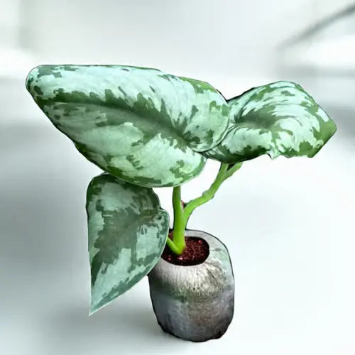 Silver Money Plant Sapling - The Mini Roots
