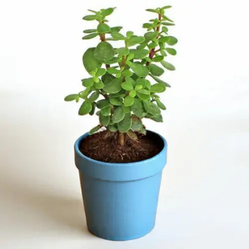 Jade Plant Sapling - The Mini Roots