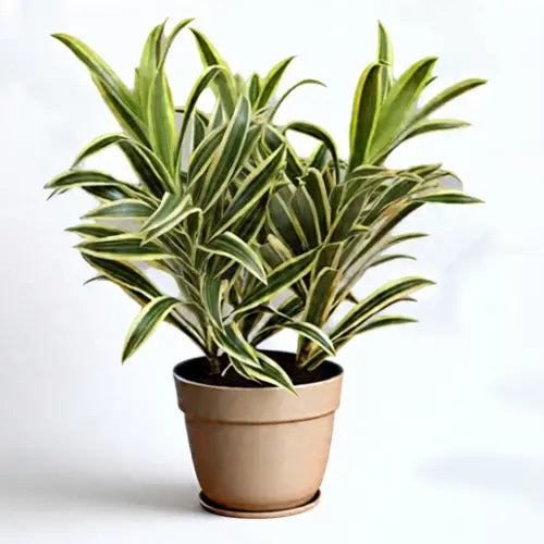 Song of India Plant Sapling