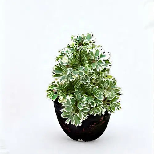 Aralia Variegated Plant Sapling