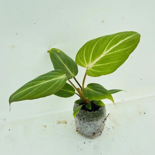 Philodendron Gloriosum Plant Sapling - The Mini Roots