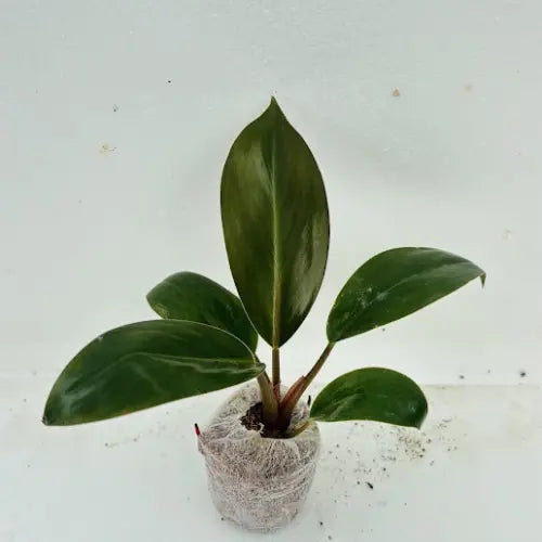 Philodendron Red Plant Sapling