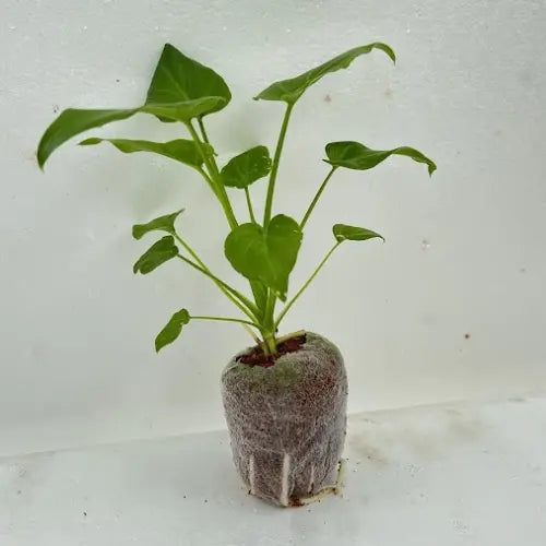 Philodendron Xanadu Plant Sapling - The Mini Roots