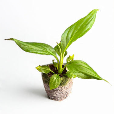 Peace Lily Plant Sapling - The Mini Roots