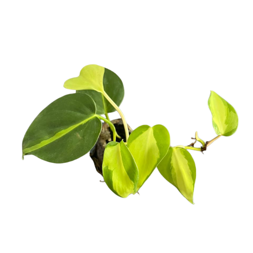 Philodendron Oxycardium Variegated Plant Sapling - The Mini Roots