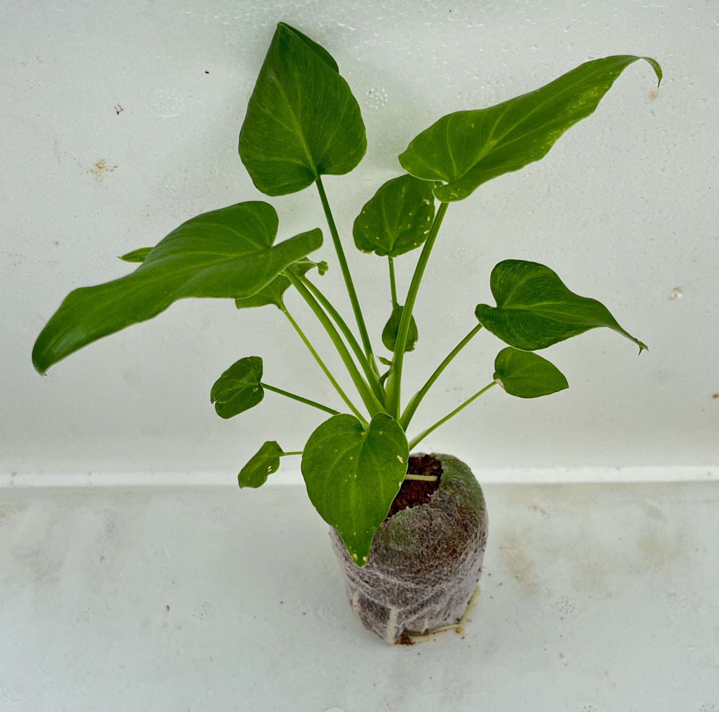Philodendron Xanadu Plant Sapling