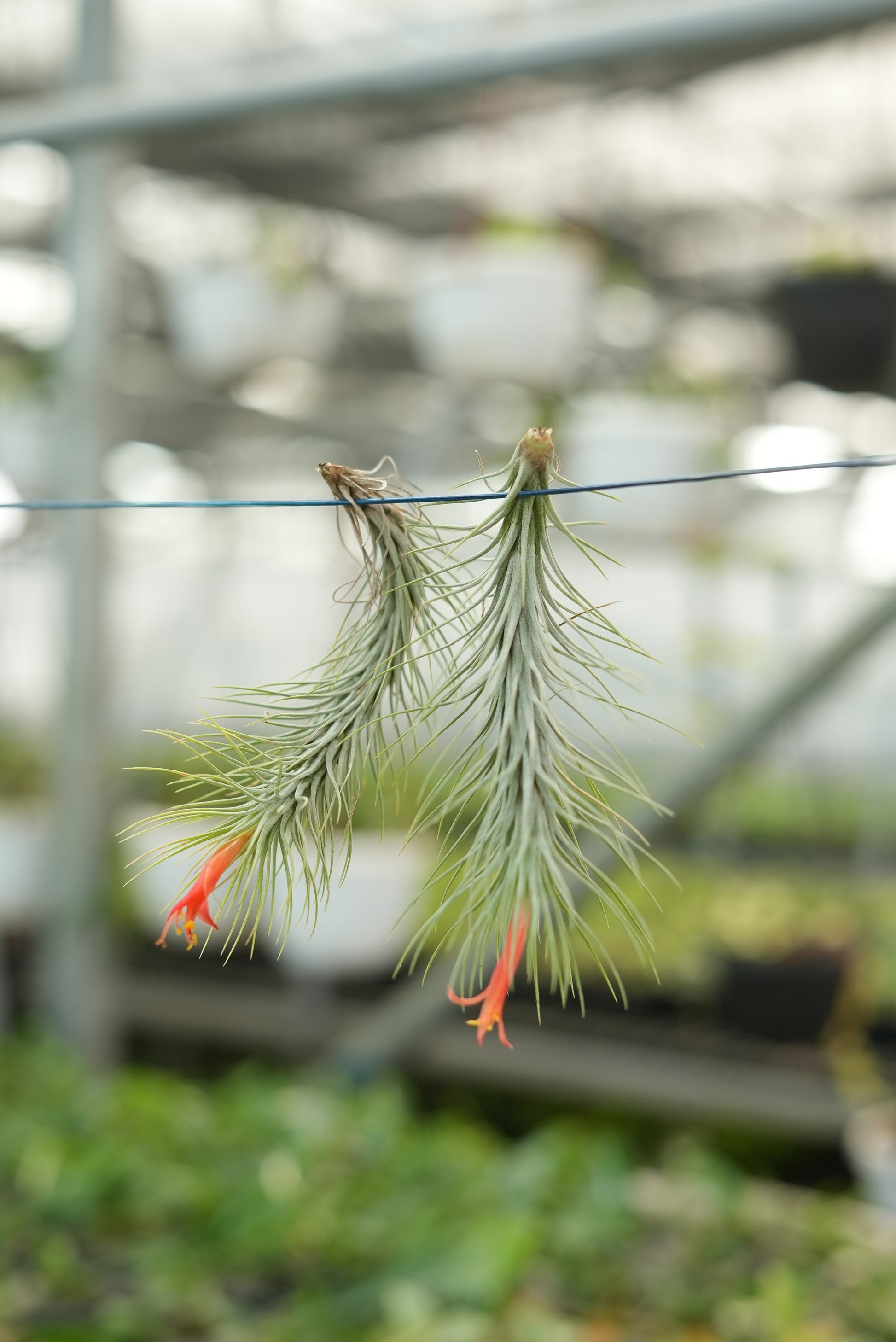 Silver Air plant - The Mini Roots