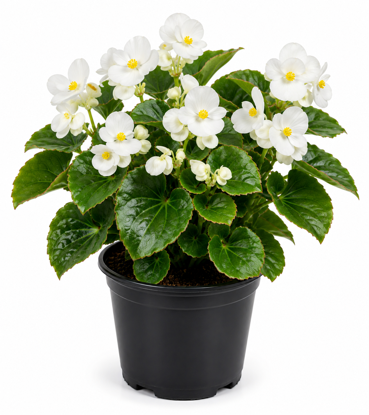 Begonia White Plant Sapling - The Mini Roots