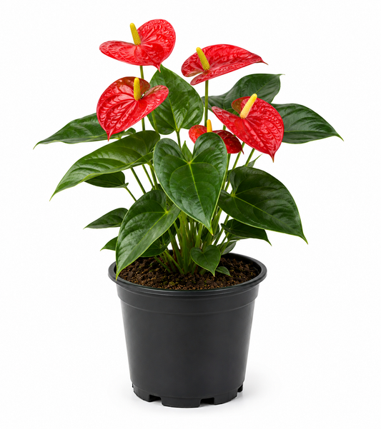 Anthurium Plant Sapling - The Mini Roots