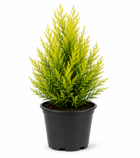 Golden Cypress Plant Sapling - The Mini Roots