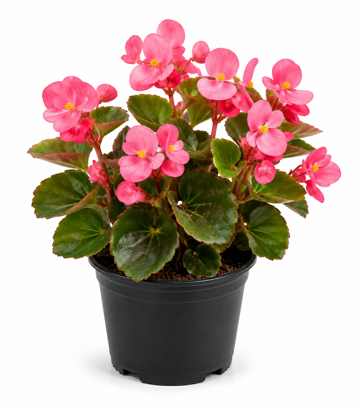 Begonia Pink Plant Sapling - The Mini Roots