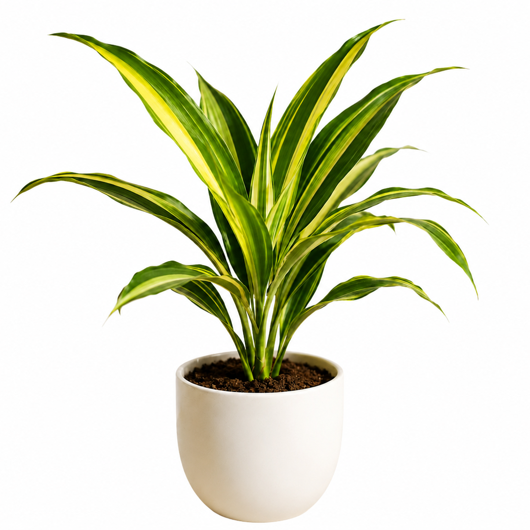 Song of Jamaica Plant Sapling - Dracaena Reflexa Indoor Plant