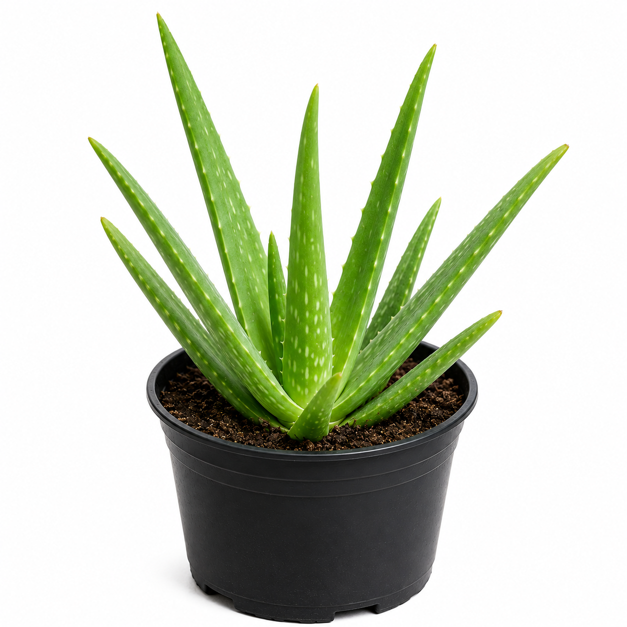 Aloe Vera Plant Sapling - The Mini Roots
