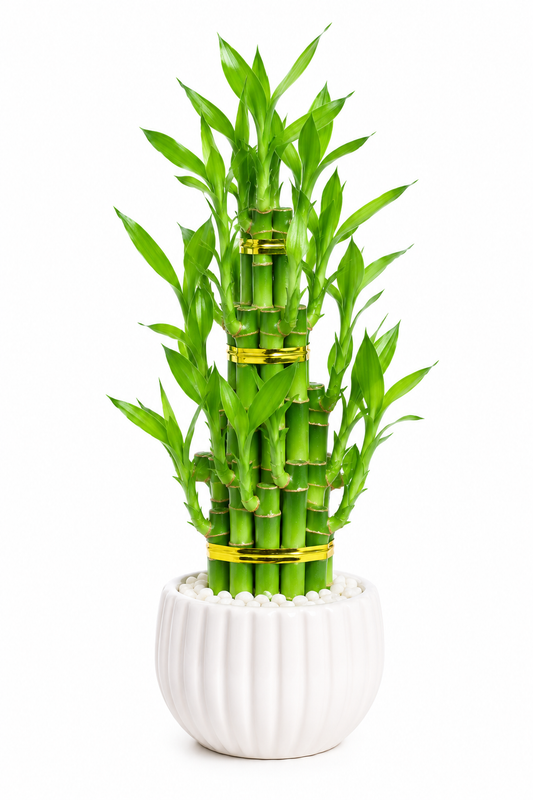 Lucky Bamboo (3 Pieces) - The Mini Roots