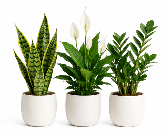 Bedroom Sleep Combo - Snake plant, Peace lily, ZZ plant.