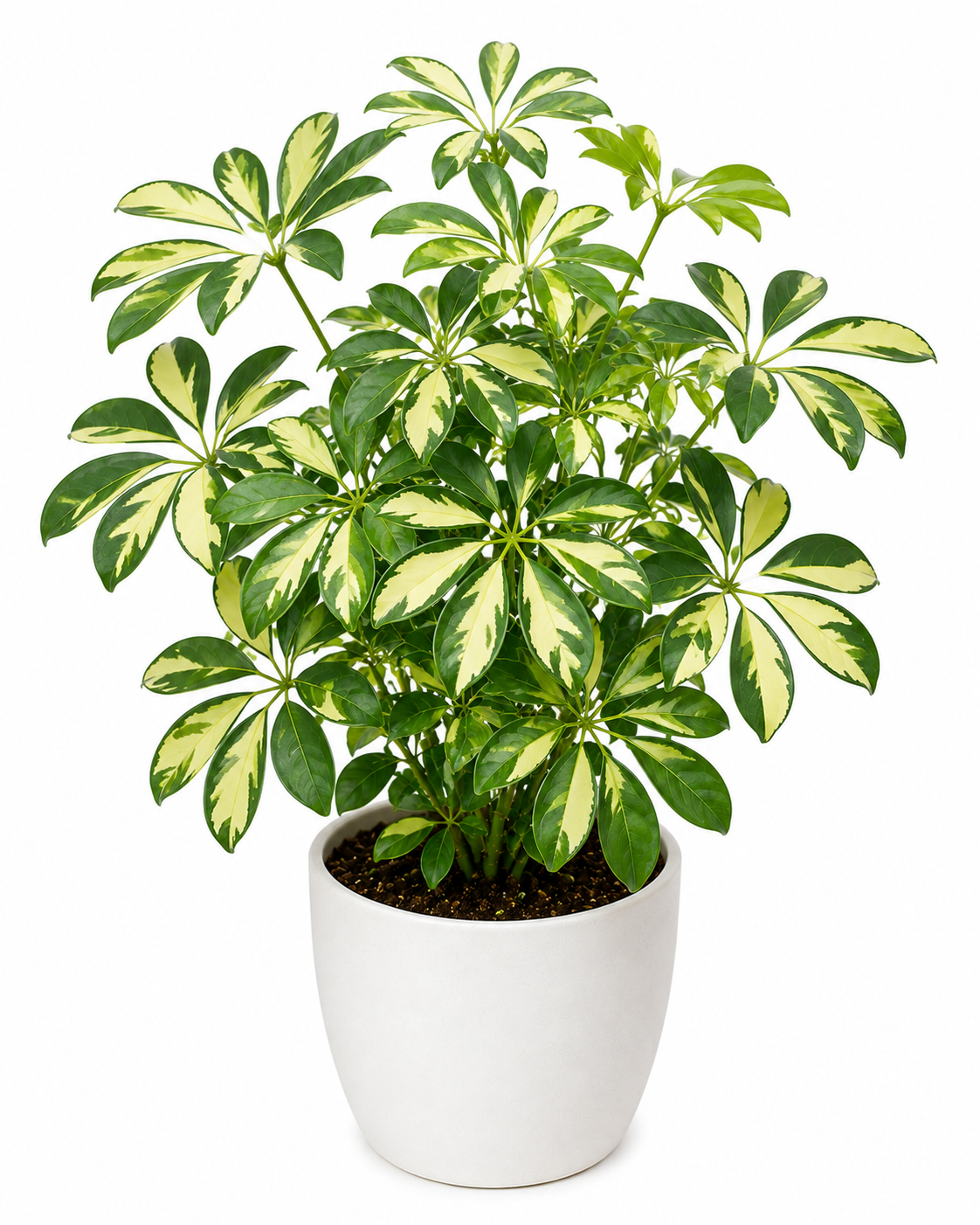 Variegated Umbrella Plant Sapling - The Mini Roots