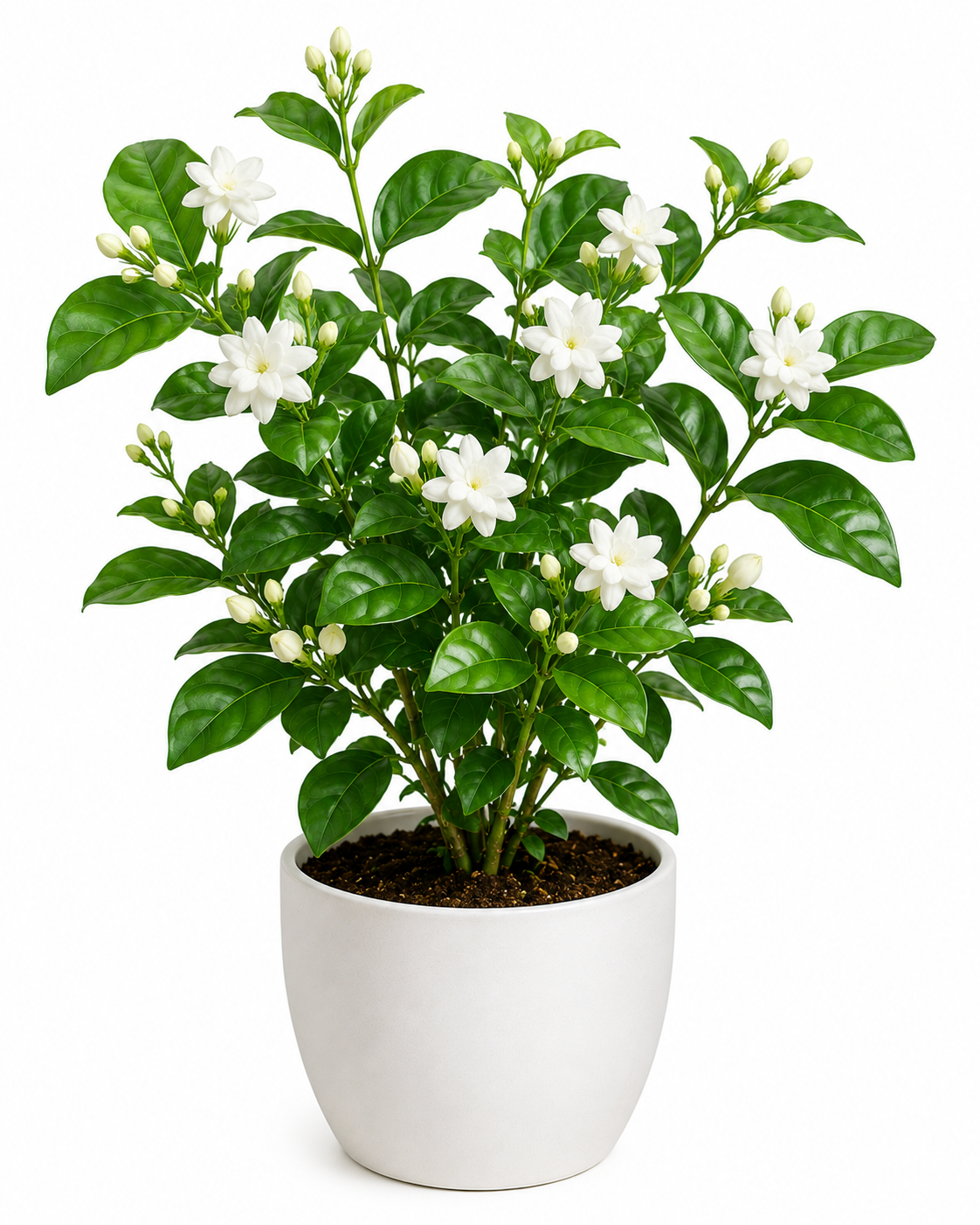 Arabian Jasmine Plant Sapling - The Mini Roots