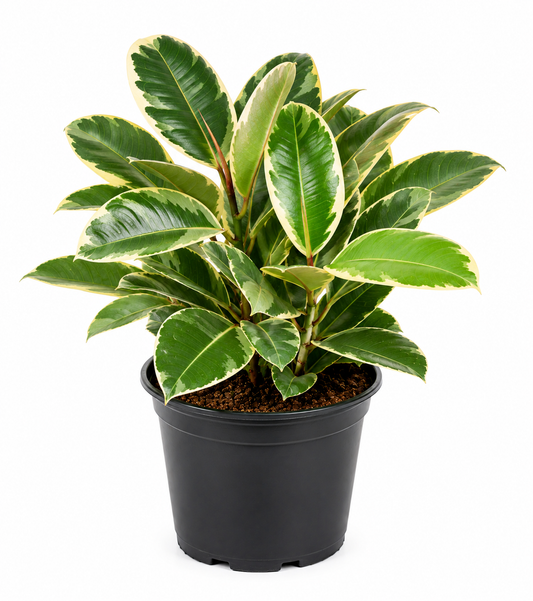 Ficus Safari Plant Sapling - The Mini Roots
