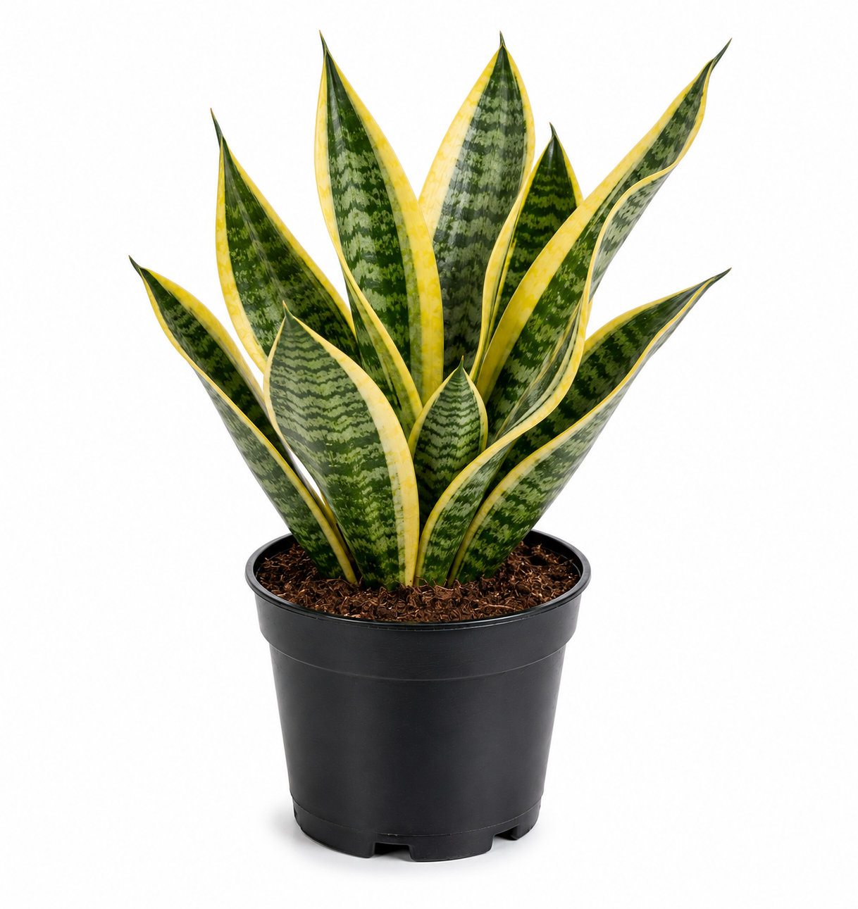 Variegated Sansevieria Golden Plant sapling
