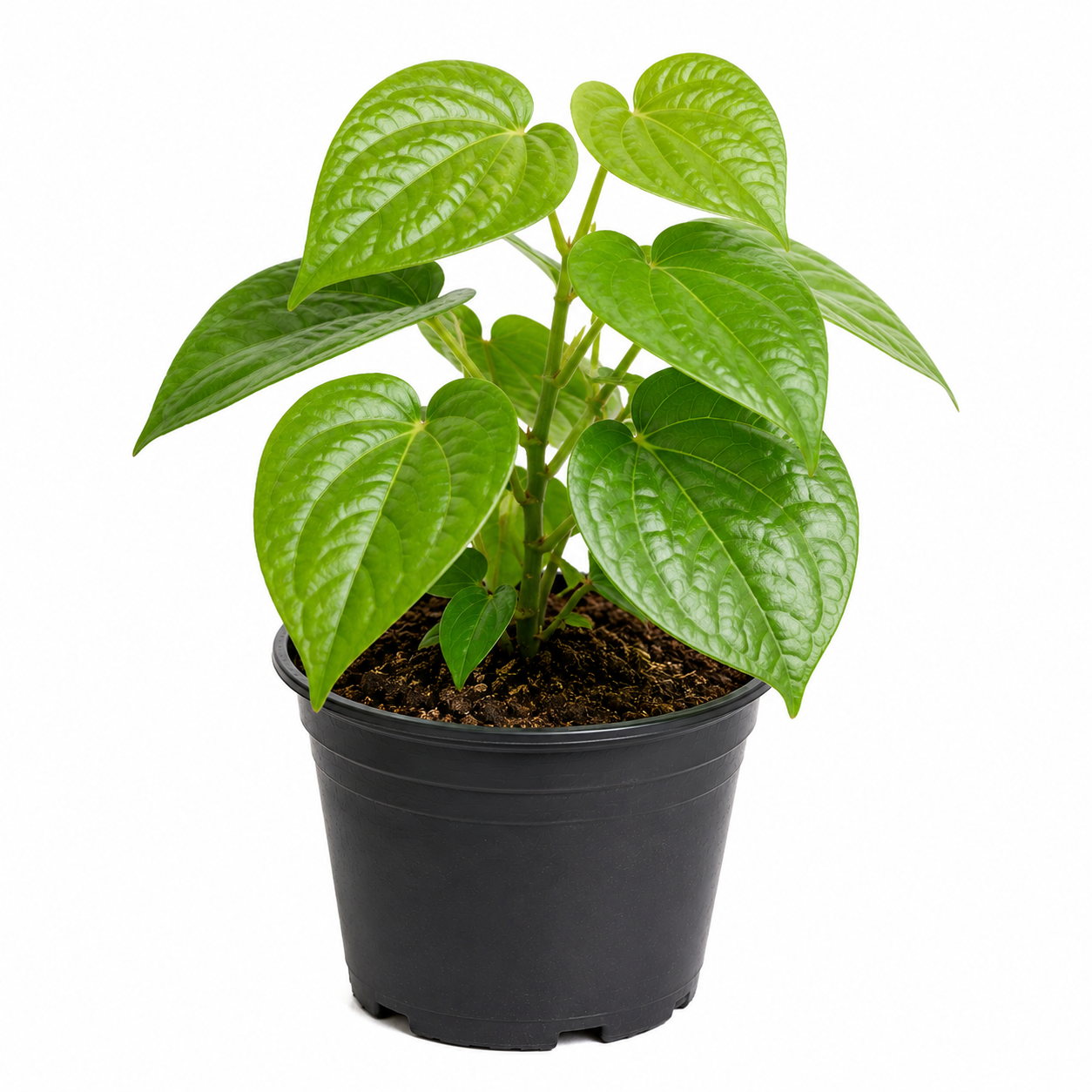 Betel Paan Plant Sapling - The Mini Roots