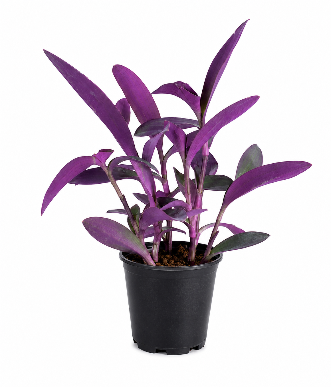 Purple Heart Plant Sapling - The Mini Roots