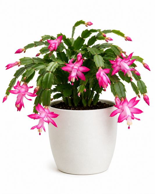 Christmas Cactus Plant Sapling - The Mini Roots