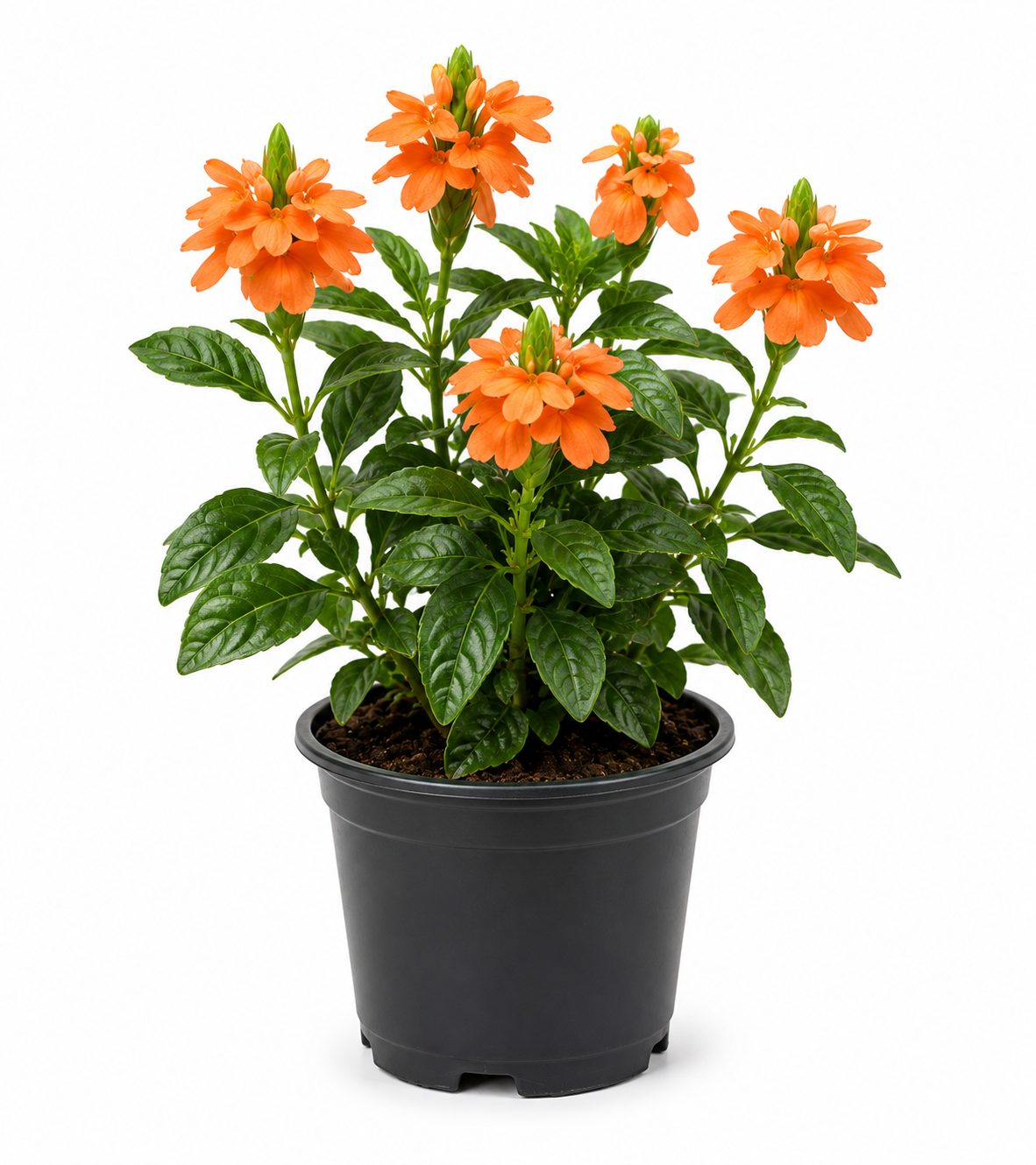 Crossandra Plant Sapling - The Mini Roots