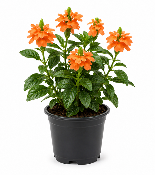 Crossandra Plant Sapling - The Mini Roots