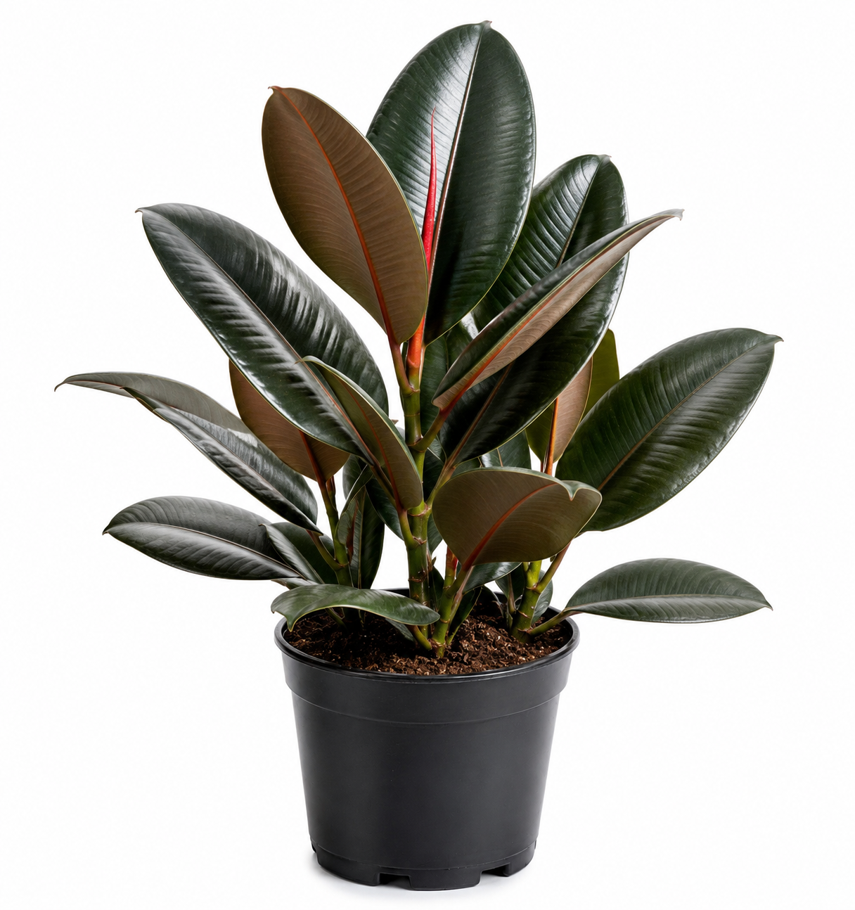 Rubber Plant Sapling