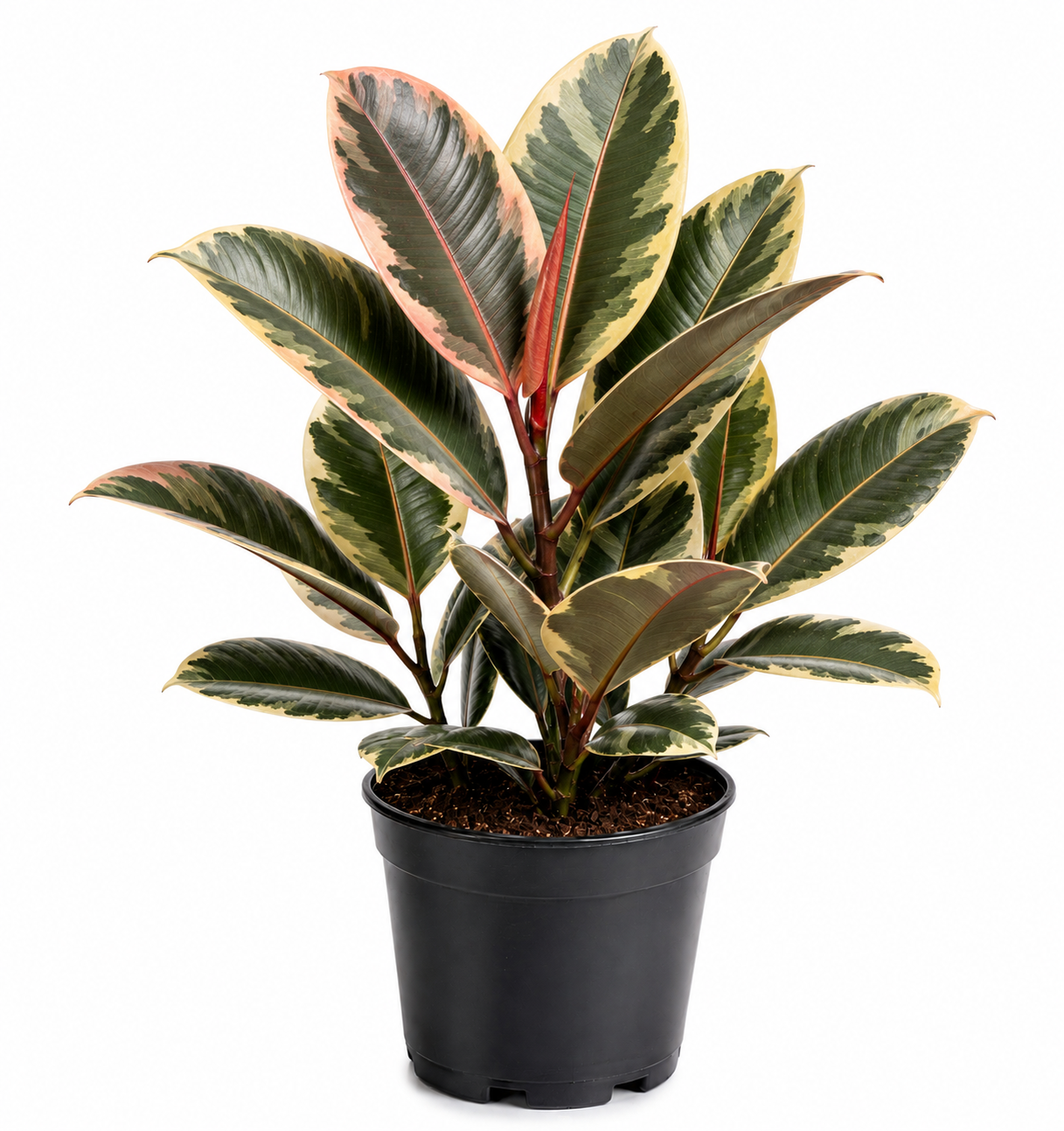 Variegated Rubber Plant Sapling
