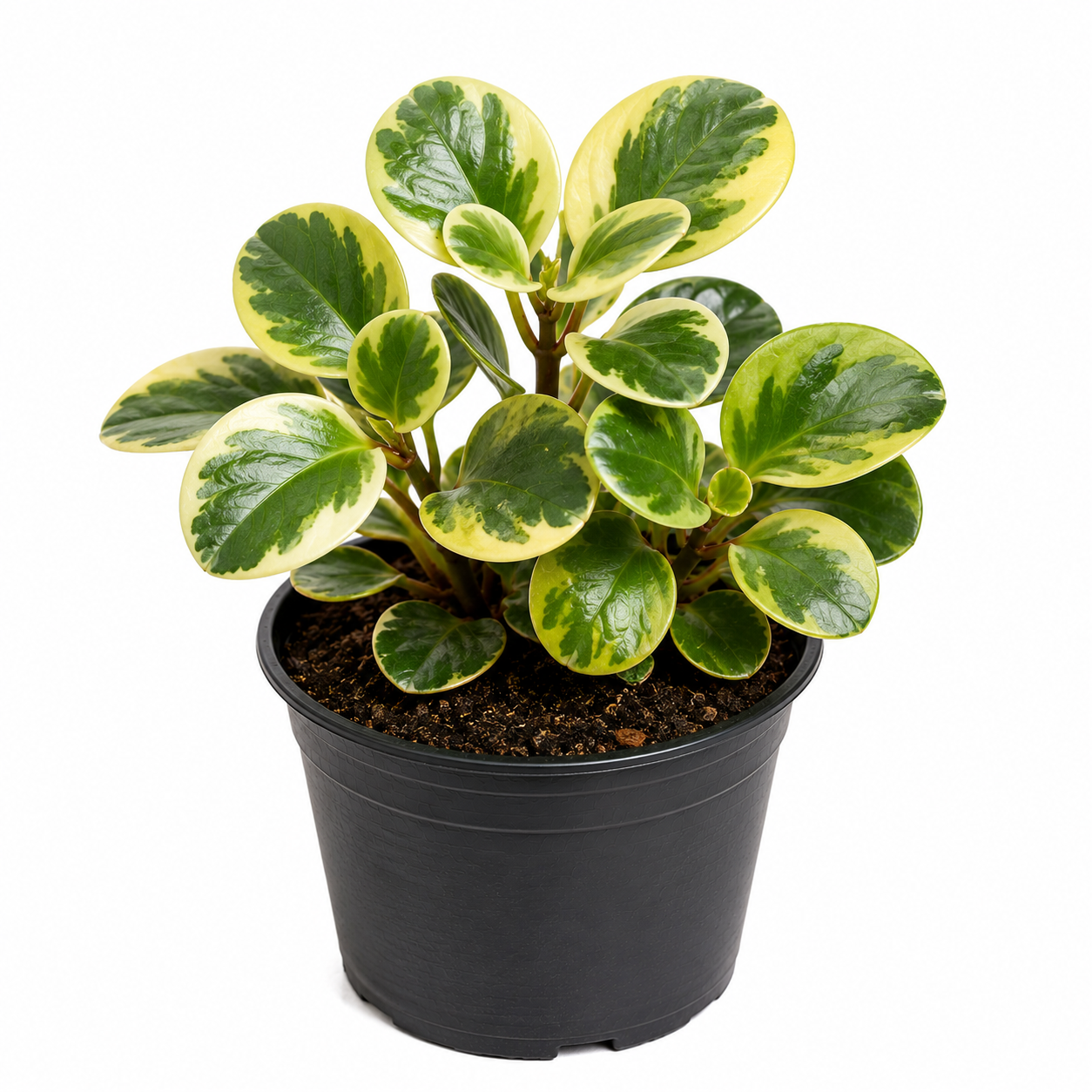 Peperomia Variegated Plant Sapling - The Mini Roots