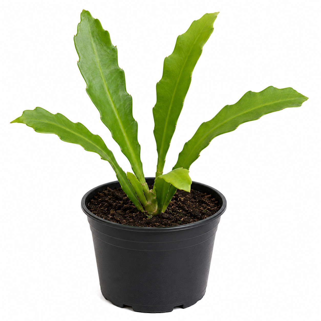 Brahma Kamal Plant Sapling - The Mini Roots