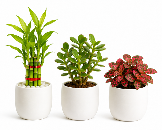 Office Desk Combo-Lucky bamboo, jade plant, Fittonia red.