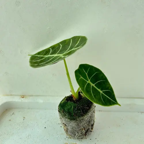 Alocasia Black Velvet Plant Sapling - The Mini Roots