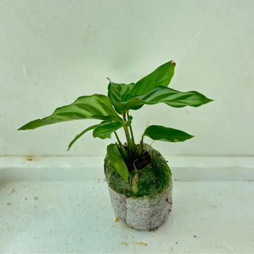 Calathea Plant Sapling