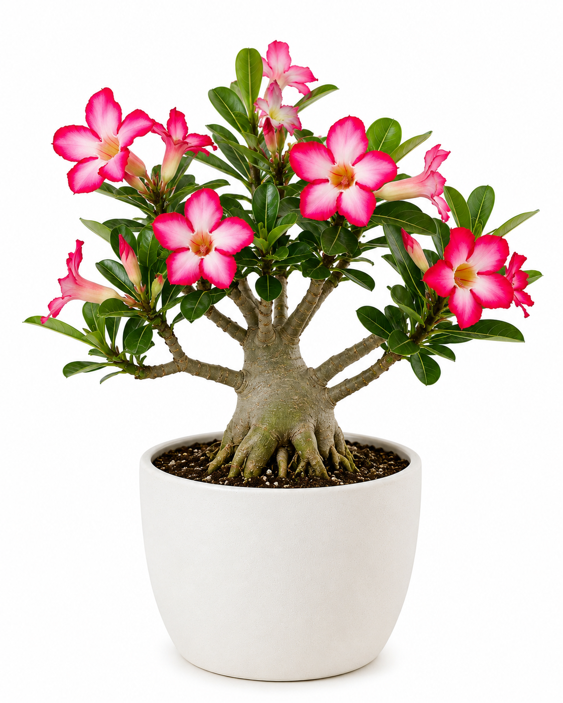 Dessert Rose Adenium Plant Sapling - The Mini Roots