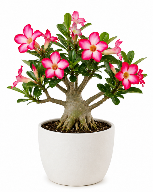 Dessert Rose Adenium Plant Sapling - The Mini Roots